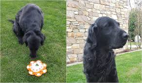 Buy and sell flat coated retrievers puppies & dogs in north west england with freeads classifieds. Ronraj Flat Coated Retrievers Home Facebook