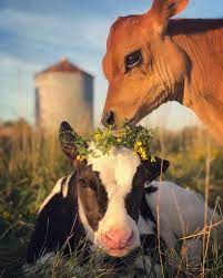 Baby Cow Wallpapers Wallpaper Cave
