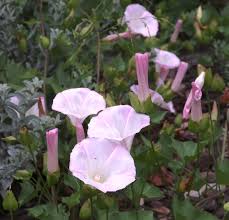 Image result for Barleria macrostegia