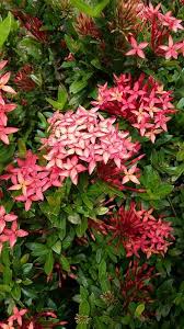 There are 40+ known flowers listed below. Philippine Flower 1 The Red Santan Steemit