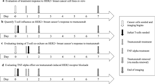 A cancer diagnosis can leave you unable to comprehend anything else your doctor says, but it's important to pay attention to what stage of cancer you have. Cd4 T Cell Immune Stimulation Of Her2 Breast Cancer Cells Alters Response To Trastuzumab In Vitro Cancer Cell International Full Text