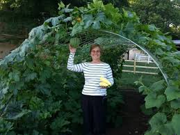 This was the frame of my first ever polytunnel. 27 Vegetable Garden Ideas To Grow More Food In Small Backyards
