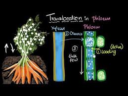 Phloem Translocation Video Khan Academy