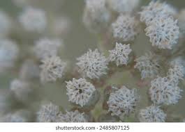 Image result for Helichrysum panduratum