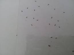 Des weiteren sollte man bei einem befall auch die ecken und ritzen in der küche und gegebenenfalls in der vorratskammer kontrollieren, um auszuschließen, dass noch tiere in der wohnung sind. Kleine Mini Kafer An Der Wand Insekten