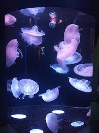 Aquarium Of The Pacific Long Beach 2018 All You Need To Know Before You Go With Photos Tripadvisor Long Beach California Long Beach Trip Advisor