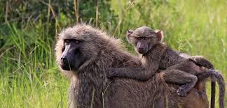 Baboons are a group of several species of monkey that live in africa and arabia. Baboons Born Free Usa