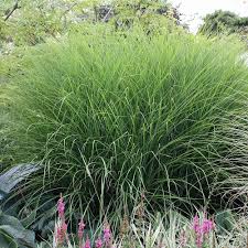 Schöne ziergräser für den garten. Feinhalm Chinaschilf Gracillimus Bepflanzung Graser Im Garten Ziergras