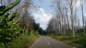 Video casero con pareja swinger teniendo sexo en cuarentena y aislamiento en el bosque. Jalan Menuju Gunung Rowo Youtube