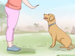 How To Care For A Labrador Retriever 14 Steps With Pictures