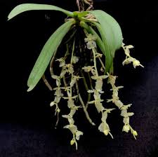Image result for Angraecum chamaeanthus