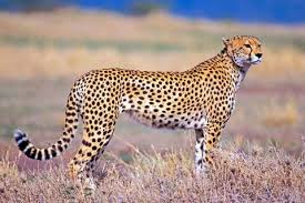 Animals play very important roles in our lives. Cheetahs The Fastest Land Animals Live Science