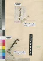 Image result for Putterlickia