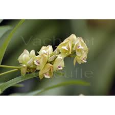 Image result for Polystachya galeata