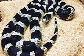What kind of pet your child wants. Appeal Over Missing Snake In Shawlands Glasgow Times