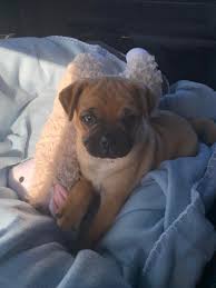 One way to determine the ancestry of your mixed breed is through a dna test. My New Jug Puppy Jack Russell Pug Mix Pugs