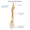 Its muscle belly is in the forearm and then travels along the inside of the forearm and crosses the wrist. 1