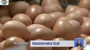 Produktivitas telur ayam arab cukup tinggi, tidak memiliki sifat mengeram membuat ayam arab cepat untuk berproduksi telur kembali | image 2. Berita Harga Telur Hari Ini Kabar Terbaru Terkini Liputan6 Com Page 3