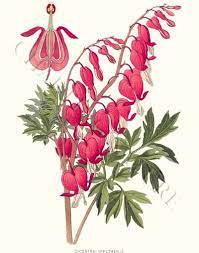 Bleeding Heart Giclee Print Via Charting Nature Http Www Chartingnature Com Flower Print Cf Botanical Flowers Print Botanical Flowers Botanical Drawings