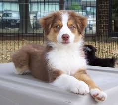 Red australian shepherd & chihuahua mix amissville, va. Cutedogs Australian Shepherd Puppies Aussie Puppies Shepherd Puppies