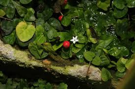 Image result for Geophila