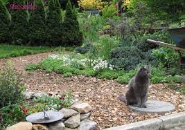 But keep in mind, depending on where you live, certain homeowners associations (hoa) may not allow a pure clover lawn, because *technically* clover is. No Mow Amazing Landscaping Ideas Dog Friendly Garden Lawn Alternatives