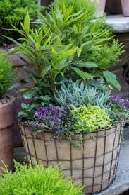 Planted Arrangements Roger S Gardens Plants Planting Herbs House Plants Decor