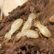 They will deal with rodents, beetles, termites, wasps, mosquitoes, roaches, bed bugs, termites, and fleas. Blog Termite Control What To Expect