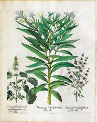 Image result for Ocimum angustifolium