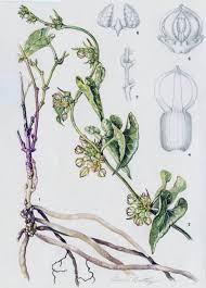 Image result for Riocreuxia