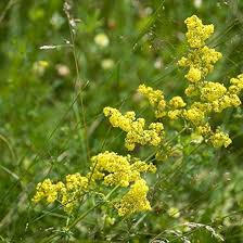 Image result for Galium verum