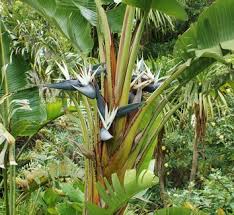 The bird of paradise growth rate is categorized as slow and teh plant grows to a height of 3 to 5 feet, advises the university of florida ifas extension.its long, thick leaves usually grow to 18. Giant Birds Of Paradise Strelitzia Nicolai True Green Nursery