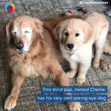 Cbs News Blind Golden Retriever Gets His Own Seeing Eye Dog Facebook