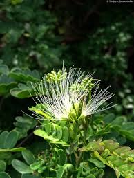 Image result for Cathormion