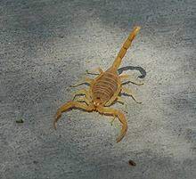 The arizona bark scorpion (centruroides sculpturatus, once included in centruroides exilicauda) is a small light brown scorpion common to the sonoran desert in the southwestern united states and northwestern mexico. Arizona Bark Scorpion Wikipedia