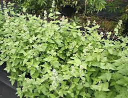 We did not find results for: Catnip Catmint Nepeta Cataria Organically Grown Flower Seeds Floral Encounters
