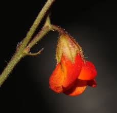 Image result for Hermannia glanduligera