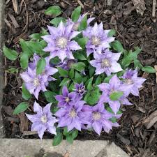 Compact form clematis excellent for smaller gardens and for growing in containers. Clematis Bijou Clematis Bijou Uploaded By Wellyg