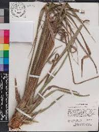 Image result for Sporobolus consimilis