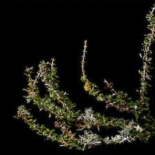 Image result for Lannea virgata