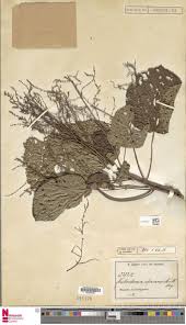 Image result for Neoboutonia melleri