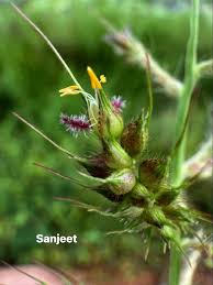 Image result for Urochloa platynota