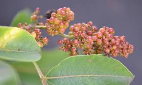 Image result for Maerua cafra