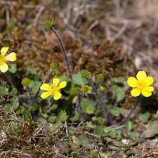 Image result for Ranunculus multifidus