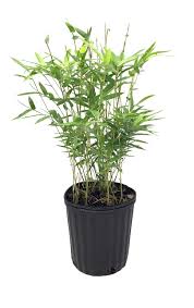 Clumping bamboo spreads more slowly than nonclumping varieties because of the difference in the plant's rhizome system, and it only spread a short distance each year. Golden Goddess Hedge Bamboo Plant 1 Live Plant Bambusa Multiplex 6 Inch Pot Non Invasive Clumping Buy Online In Papua New Guinea At Papua Desertcart Com Productid 143996064