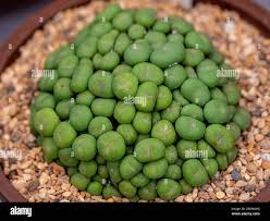Image result for Antherothamnus
