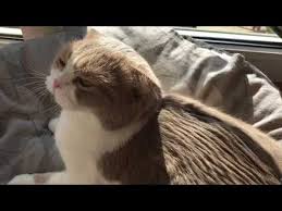 Kedi Tuyu Nasil Temizlenir Youtube