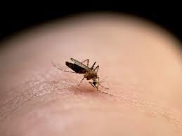 Icing the area helps control pain and swelling. Home Remedies For Mosquito Bites 6 Ways That Work