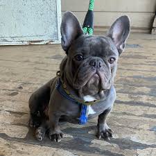 Alvin Douglas (@exoticdogfactory) • Instagram photos and videos