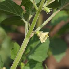 Image result for Physalis lagascae